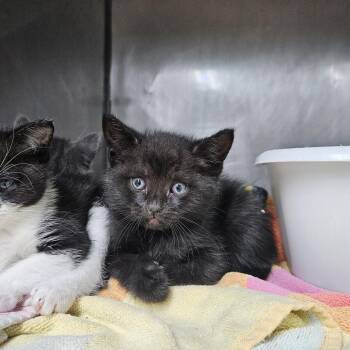 Truffle -  Domestic Short Hair Cat for Adoption in Ridgely, Maryland - Truffle | PetCurious