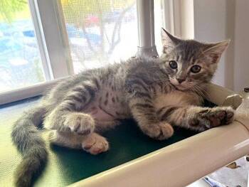 Kitten Duchess -  Domestic Short Hair and Torbie Cat for Adoption in Seal Beach, California - Kitten Duchess | PetCurious