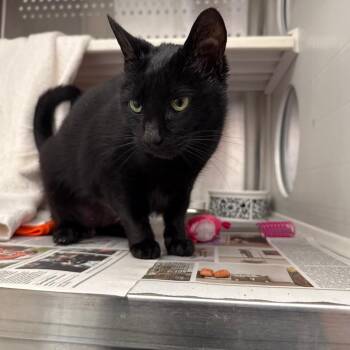 Aura -  Domestic Short Hair Cat for Adoption in Pittsburgh, Pennsylvania - Aura | PetCurious