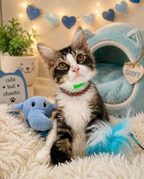 Goofy -  Domestic Medium Hair and Maine Coon Cat for Adoption in Tavares, Florida - Goofy | PetCurious