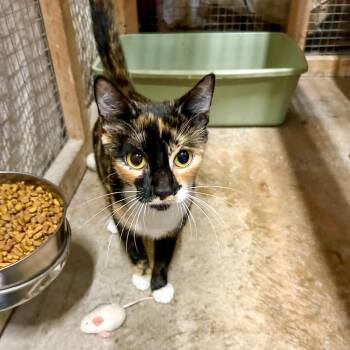 Rescue Domestic Short Hair Cats for Adoption in Centerville, Georgia - Camille | PetCurious