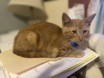 Rescue Domestic Short Hair Cats for Adoption in Zimmerman, Minnesota - Louie | PetCurious