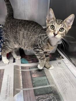 Graham -  Domestic Short Hair Cat for Adoption in Houston, Texas - Graham | PetCurious