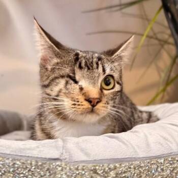 Domestic Short Hair and Tabby Cats Available for Adoption - Diane Gillespie TCHS | PetCurious
