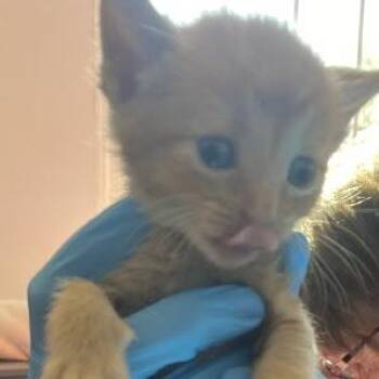 Apollo -  Domestic Short Hair Cat for Adoption in South Elgin, Illinois - Apollo | PetCurious