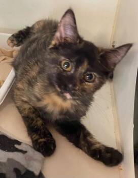Harlow -  Domestic Short Hair Cat for Adoption in Cumming, Georgia - Harlow | PetCurious