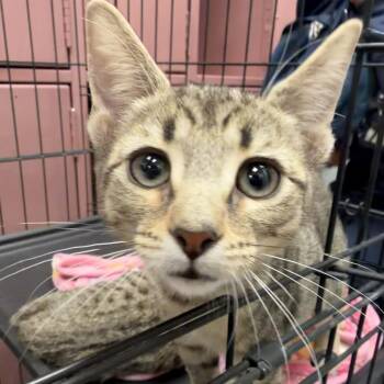 Red -  Domestic Short Hair Cat for Adoption in Las Vegas, Nevada - Red | PetCurious