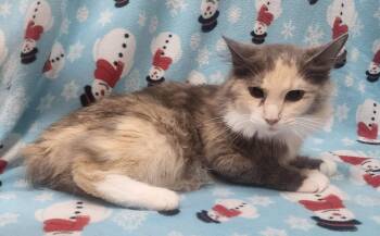 260453  Scarlet -  Domestic Medium Hair and American Bobtail Cat for Adoption in Wetumpka, Alabama - 260453  Scarlet | PetCurious