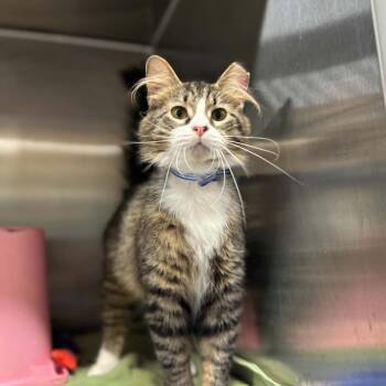 Gizmo -  Domestic Medium Hair Cat for Adoption in Madison, Wisconsin - Gizmo | PetCurious