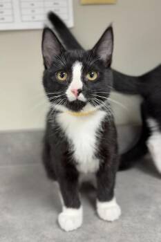 Domestic Short Hair Cats Available for Adoption - Lemon | PetCurious