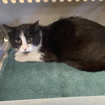 Domestic Short Hair Cats Available for Adoption in Memphis, Tennessee - Taylor | PetCurious