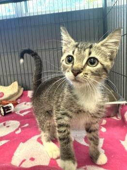 Claire Bear -  Domestic Short Hair Cat for Adoption in Hilton Head Island, South Carolina - Claire Bear | PetCurious