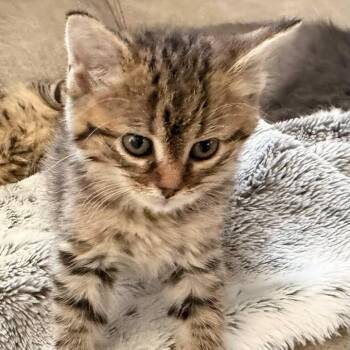 Domestic Medium Hair Cats Available for Adoption - Cora | PetCurious