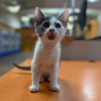 Dapples -  Domestic Short Hair Cat for Adoption in Riverside, California - Dapples | PetCurious