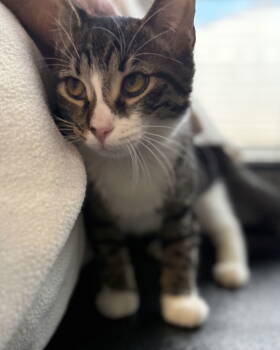 Rescue Domestic Short Hair Cats for Adoption in Sanford, Florida - Ace | PetCurious