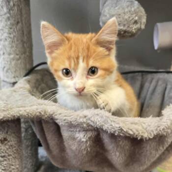 Rescue Domestic Short Hair Cats for Adoption in Lyle, Minnesota - Crouton | PetCurious