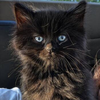 Domestic Long Hair Cats Available for Adoption in Henderson, Kentucky - Mcfluffin | PetCurious
