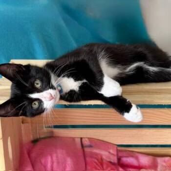 Lilly -  Domestic Short Hair Cat for Adoption in Sunrise, Florida - Lilly | PetCurious