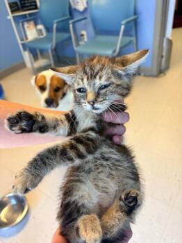 Southerland 3 -  Domestic Short Hair Cat for Adoption in Morgantown, Kentucky - Southerland 3 | PetCurious