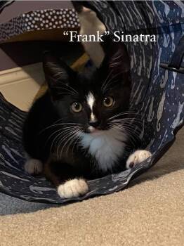 Rescue Domestic Short Hair Cats for Adoption in Washington Township, New Jersey - Frank | PetCurious