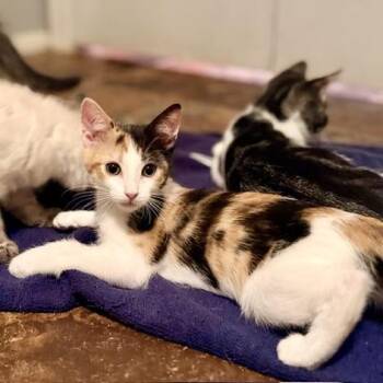 Laura Jane Grace -  Domestic Short Hair Cat for Adoption in Las Vegas, Nevada - Laura Jane Grace | PetCurious
