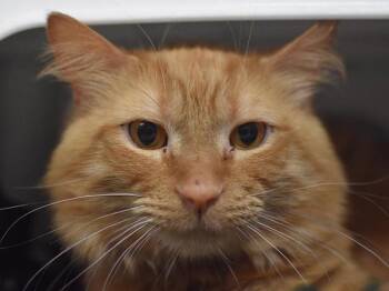 Domestic Medium Hair Cats Available for Adoption in Portland, Oregon - Clarence | PetCurious