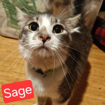 Sage -  American Shorthair Cat for Adoption in Albuquerque, New Mexico - Sage | PetCurious