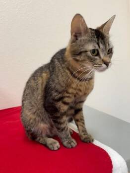 Shasta -  Domestic Short Hair Cat for Adoption in Red Wing, Minnesota - Shasta | PetCurious