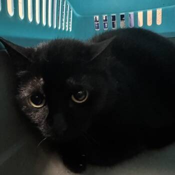 Erika -  Domestic Short Hair Cat for Adoption in Des Moines, Iowa - Erika | PetCurious
