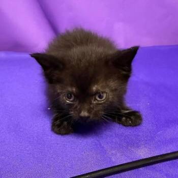 Virtigo -  Domestic Medium Hair Cat for Adoption in North Myrtle Beach, South Carolina - Virtigo | PetCurious
