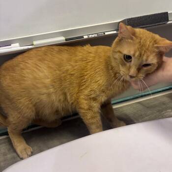 Sarabi -  Domestic Short Hair Cat for Adoption in Mocksville, North Carolina - Sarabi | PetCurious
