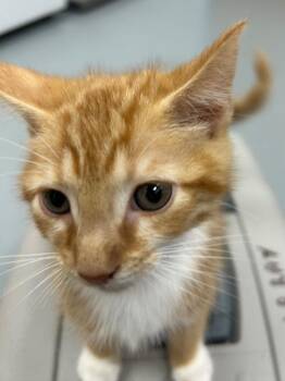 Cheddar -  Domestic Short Hair Cat for Adoption in Hartsville, South Carolina - Cheddar | PetCurious