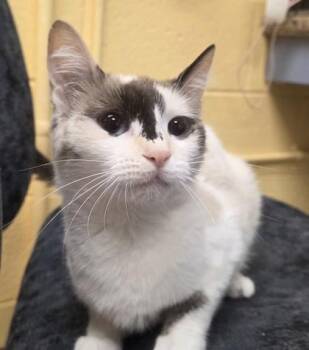Citronella -  Domestic Short Hair Cat for Adoption in Westland, Michigan - Citronella | PetCurious