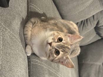 Domestic Short Hair Cats Available for Adoption - Poppy  | PetCurious