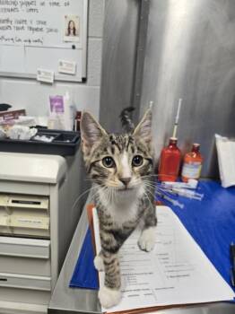 LAREDO -  Domestic Short Hair Cat for Adoption in Hagerstown, Maryland - LAREDO | PetCurious