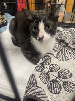 Rescue Domestic Short Hair Cats for Adoption in Riverside, California - Othello 2 | PetCurious