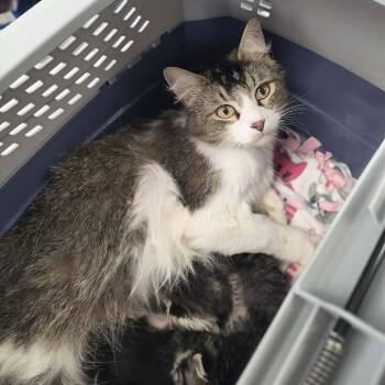 Domestic Long Hair Cats Available for Adoption in Incline Village, Nevada - Oriole | PetCurious