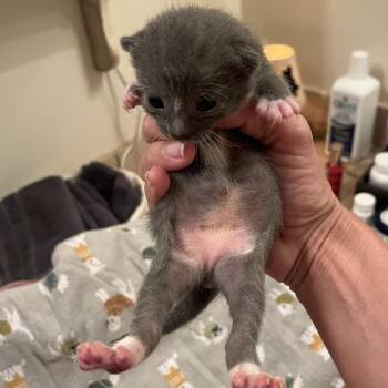 Branch 7062 -  Domestic Short Hair Cat for Adoption in Hamilton, Georgia - Branch 7062 | PetCurious