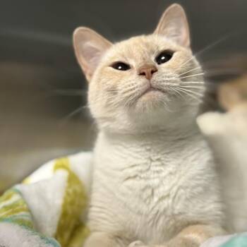 Domestic Short Hair Cats Available for Adoption - Pearla (Pea) | PetCurious