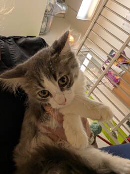 Rescue Domestic Medium Hair Cats for Adoption in Winnipeg, Manitoba - Why | PetCurious