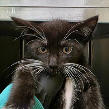 Katydid -  Domestic Short Hair Cat for Adoption in Keizer, Oregon - Katydid | PetCurious