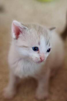 Butter -  Domestic Short Hair Cat for Adoption in Duluth, Minnesota - Butter | PetCurious