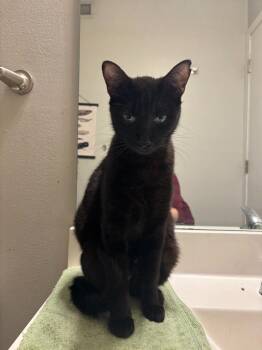 Mamacita -  Domestic Short Hair Cat for Adoption in Minneapolis, Minnesota - Mamacita | PetCurious