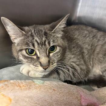 Vanilla -  Domestic Short Hair Cat for Adoption in Spokane, Washington - Vanilla | PetCurious