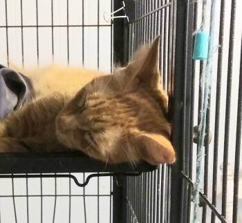Ivy -  Domestic Short Hair Cat for Adoption in PORT WENTWRTH, Georgia - Ivy | PetCurious
