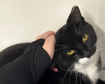 Domestic Short Hair Cats Available for Adoption - Dash | PetCurious