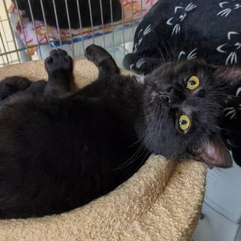 Domestic Short Hair Cats Available for Adoption - Beavis | PetCurious