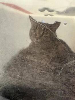 Gabrielle -  Domestic Medium Hair and Domestic Short Hair Cat for Adoption in Montreal, Quebec - Gabrielle | PetCurious