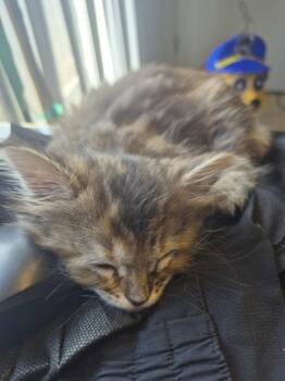 Tiger (bonded w/ Lion) -  Domestic Medium Hair Cat for Adoption in San Jose, California - Tiger (bonded W/ Lion) | PetCurious