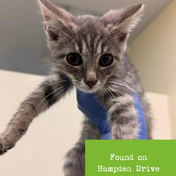 Spire -  Domestic Short Hair Cat for Adoption in Lynchburg, Virginia - Spire | PetCurious